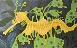 Leafy Sea Dragon